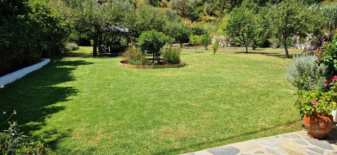 The lawn, a round flower bed and the olive grove