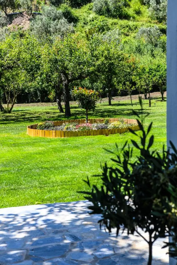 Olive trees and lawn from the stone path